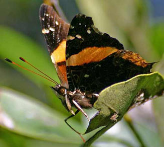 Antanartia dimorphica (Northern short-tailed admiral)