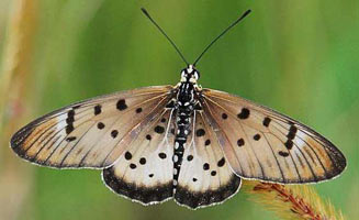 Acraea axina (Little acraea)