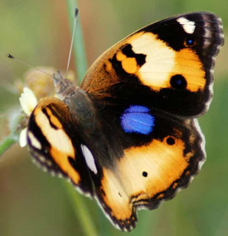 Junonia hierta (Yellow pansy)