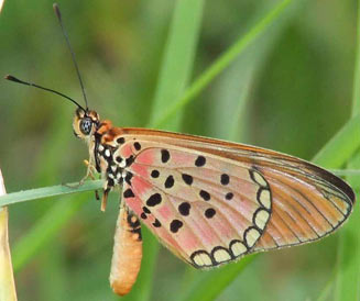 Acraea caldarena (Black-tipped acraea)