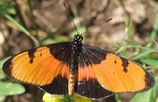 Acraea anemosa (Broad-bordered acraea)