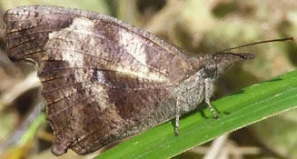 Libythea labdaca (African snout butterfly)