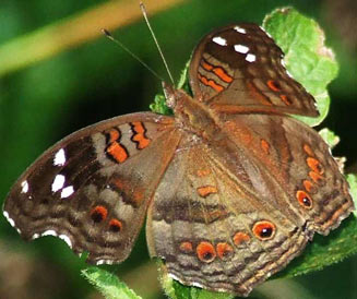 Junonia natalica (Brown pansy)