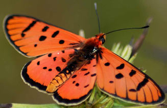 Acraea nohara (Light red acraea)
