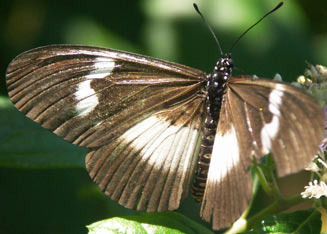 Acraea aganice (Common wanderer)