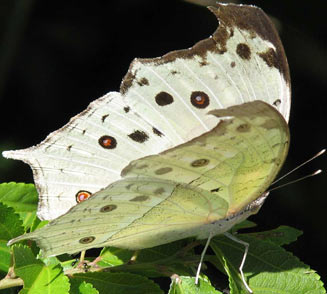 Protogoniomorpha parhassus (Mother-of-pearl)