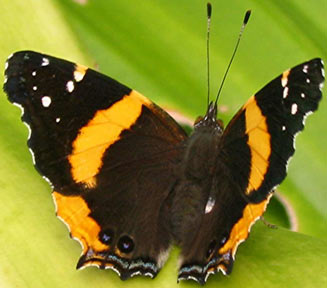 Antanartia hippomene (Southern short-tailed admiral)