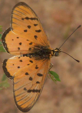 Acraea axina (Little acraea)