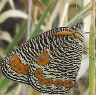 Physcaeneura panda (Dark-webbed ringlet)