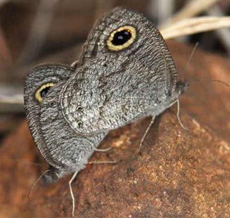 Ypthima asterope (African ringlet)