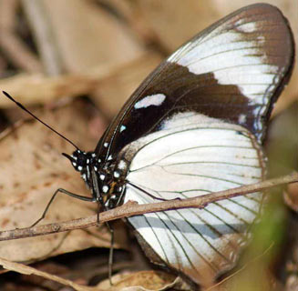 Hypolimnas anthedon (Variable diadem)