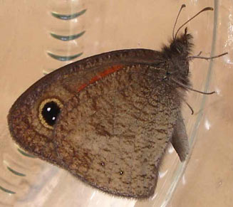 Cassionympha detecta (Cape brown)