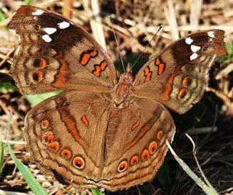 Junonia natalica (Brown pansy)