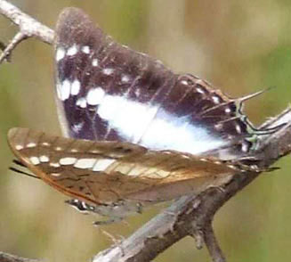 Charaxes vansoni (Van son's emperor)