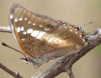 Charaxes vansoni (Van son's emperor)