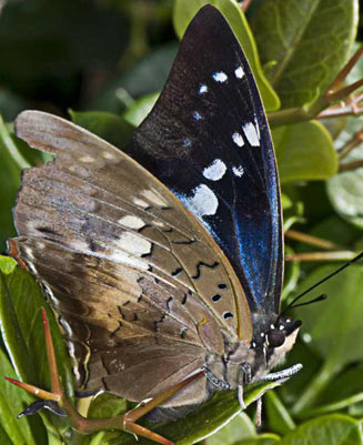 Charaxes ethalion (Satyr emperor) 