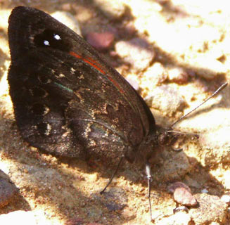 Tarsocera dicksoni (Dickson's widow)
