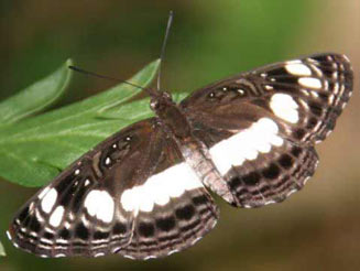 Neptis saclava (Spotted sailer)