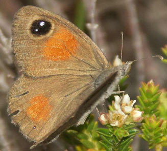 Stygionympha vigilans (Western hillside brown) 