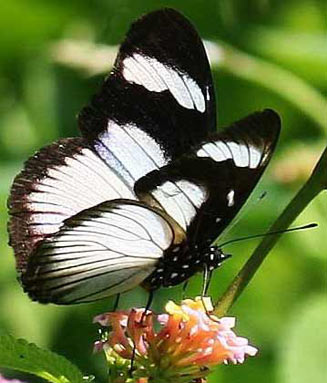 Hypolimnas anthedon (Variable diadem)