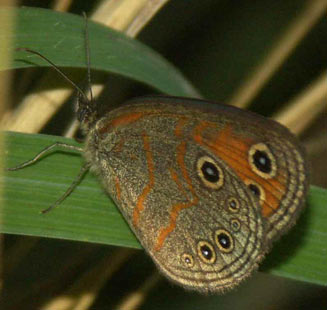 Coenyra rufiplaga (Secucuni shadefly)