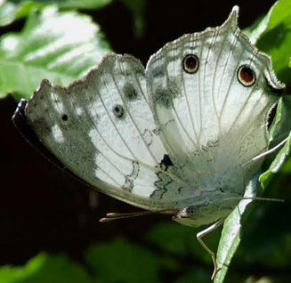 Protogoniomorpha anacardii (Clouded Mother-of-pearl)