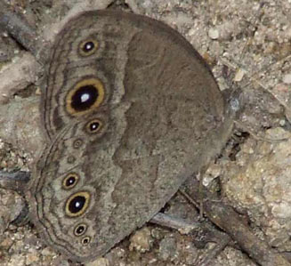 Bicyclus ena (Grizzled bush brown)