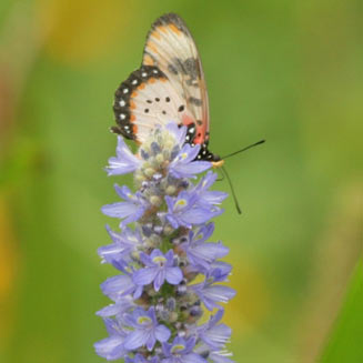 Acraea zetes (Large-spotted acraea)