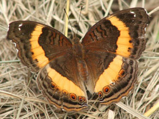 Junonia terea (Soldier pansy)
