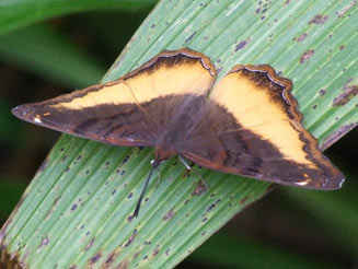 Eurytela dryope (Golden piper)