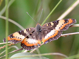 Junonia ceryne (Marsh commodore)