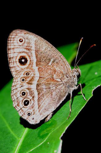 Bicyclus anynana (Squinting bush brown)