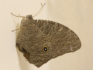 Melanitis leda (Evening brown, Twilight brown)