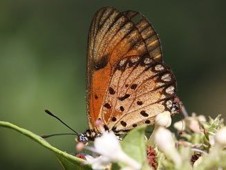 Acraea eponina (Small orange acraea)