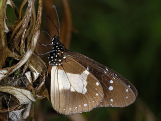 Amauris albimaculata (Layman)