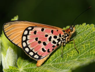 Acraea acrita (Fiery acraea)