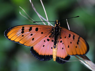 Acraea aglaonice (Clear-spotted acraea)