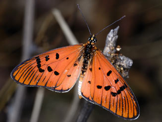 Acraea atolmis