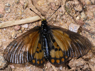 Acraea boopis (Rainforest acraea)