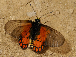 Acraea boopis (Rainforest acraea)