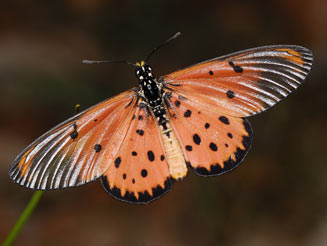 Acraea neobule (Wandering donkey acraea)