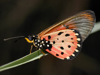 Acraea neobule (Wandering donkey acraea)