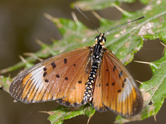 Acraea oncaea (Window acraea)