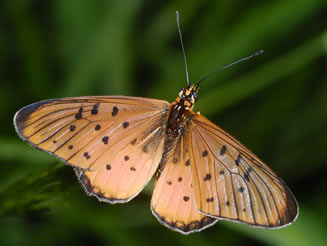 Acraea oncaea (Window acraea)