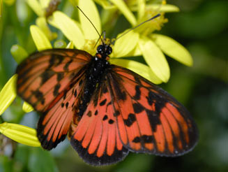 Acraea petraea (Blood-red acraea)