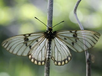 Acraea rabbaiae (Clear-wing acraea)