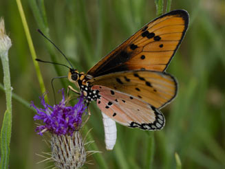 Acraea stenobea (Suffused acraea)