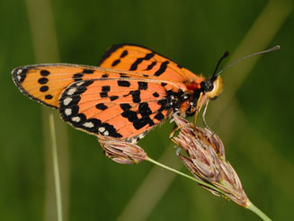 Acraea violarum (Speckled red acraea)