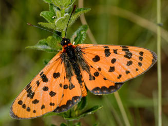 Acraea violarum (Speckled red acraea)