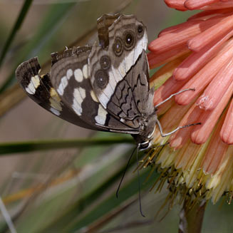 Aeropetes tulbaghia (Table mountain beauty, Mountain pride)  